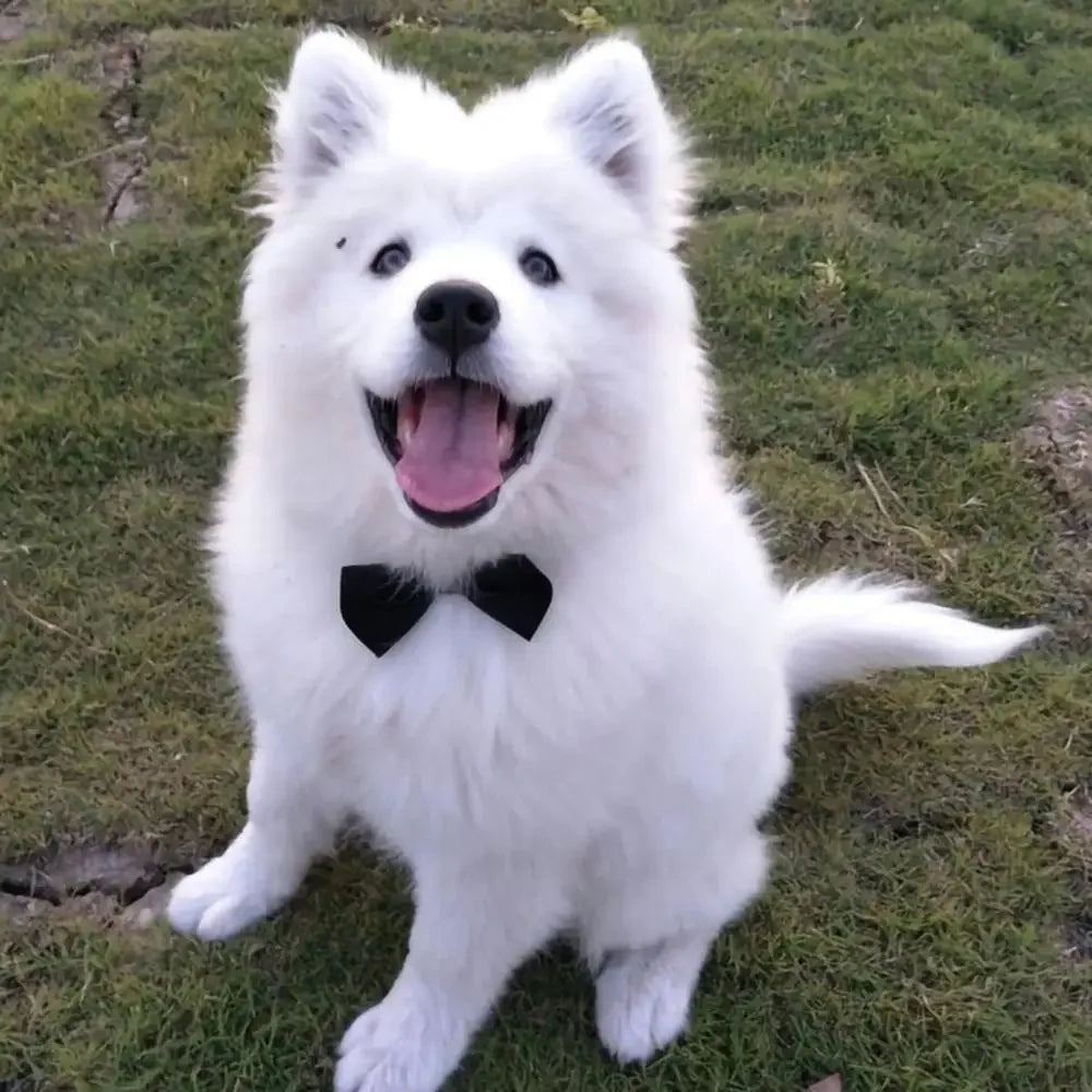 Nœud papillon réglable pour animaux de compagnie, accessoire de toilettage pour petits chiens et chats